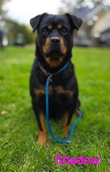 Rottweiler Puppies - Photo 7