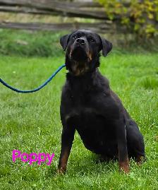Rottweiler Puppies - Photo 8