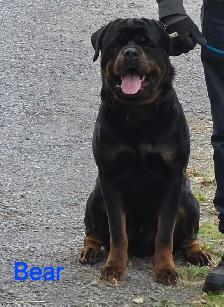 Rottweiler Puppies - Photo 9