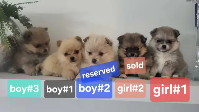 pomhi puppies for sale