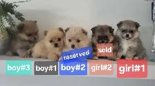 pomhi puppies for sale