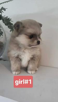pomhi puppies for sale - Photo 2