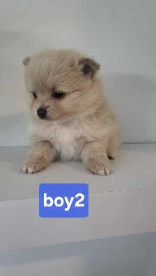 pomhi puppies for sale - Photo 3