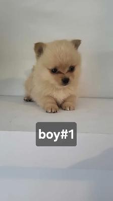 pomhi puppies for sale - Photo 4
