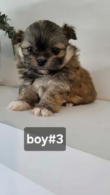 pomhi puppies for sale - Photo 5