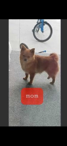 pomhi puppies for sale - Photo 6