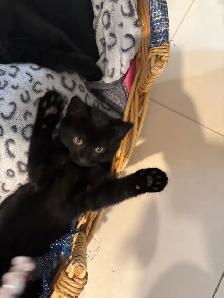 cuties kittens