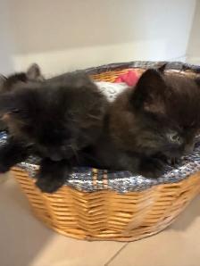 cuties kittens - Photo 2