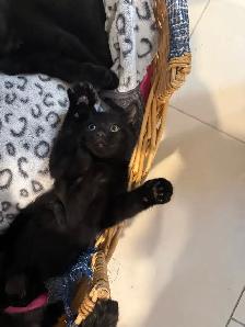 cuties kittens - Photo 3