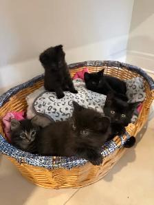 cuties kittens - Photo 4
