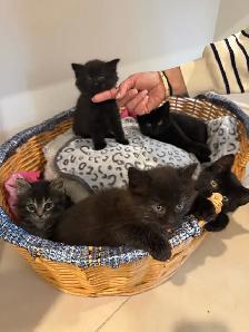 cuties kittens - Photo 5