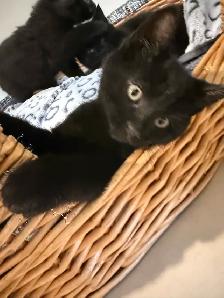 cuties kittens - Photo 6