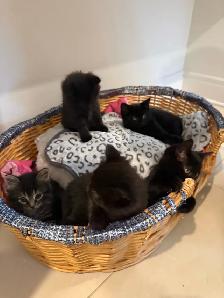 cuties kittens - Photo 7