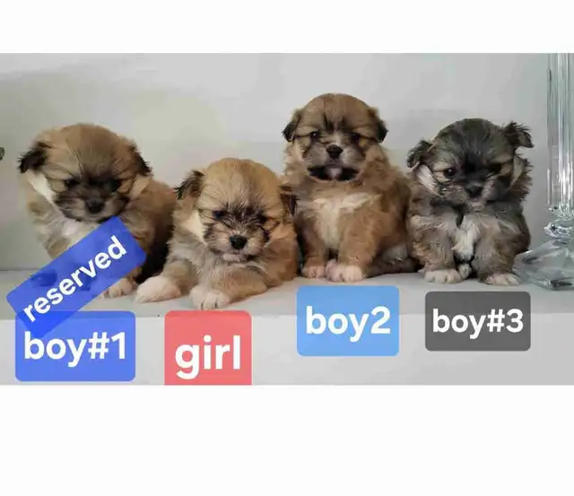 Pom Shih puppies for sale