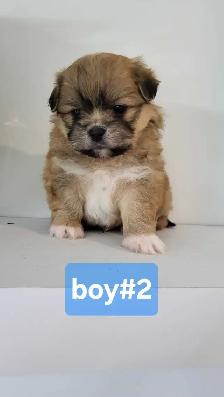 Pom Shih puppies for sale - Photo 2