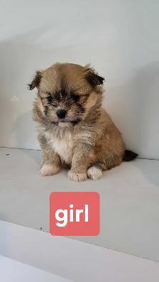 Pom Shih puppies for sale - Photo 3