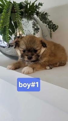Pom Shih puppies for sale - Photo 4