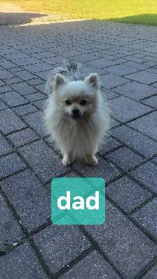 Pom Shih puppies for sale - Photo 6