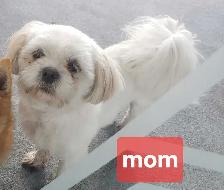 Pom Shih puppies for sale - Photo 7