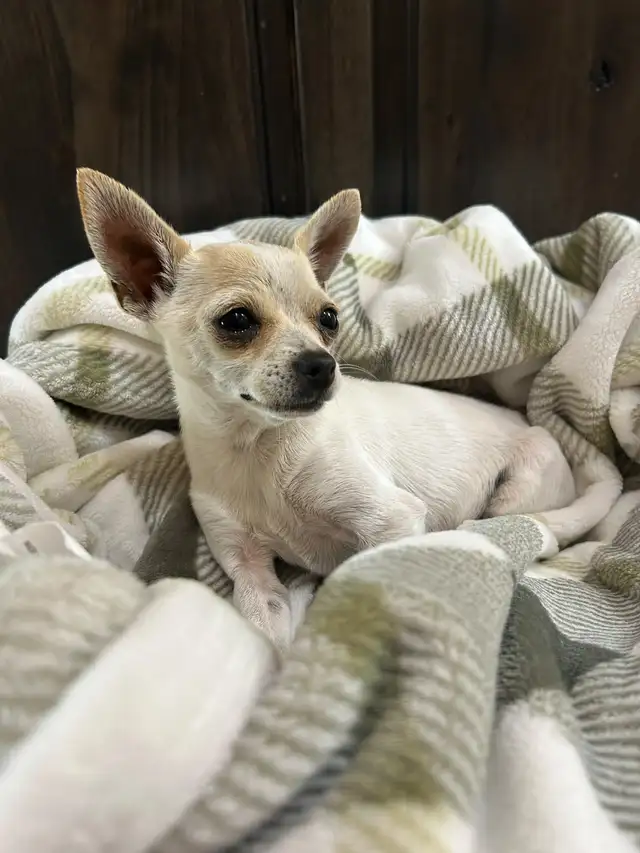 Purebred Female Chihuahuas