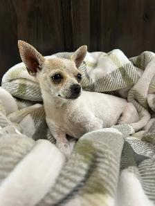 Purebred Female Chihuahuas