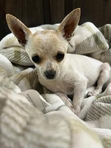 Purebred Female Chihuahuas - Photo 2