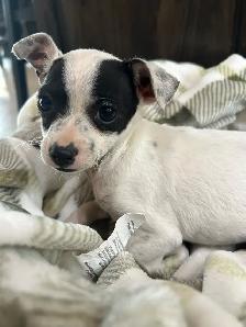 Purebred Female Chihuahuas - Photo 3