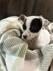 Purebred Female Chihuahuas - Photo 4