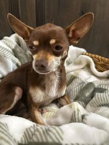 Purebred Female Chihuahuas - Photo 5