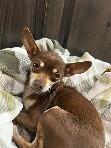 Purebred Female Chihuahuas - Photo 6