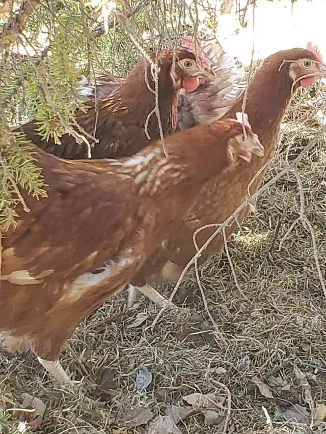 Young Laying Hens $20 each