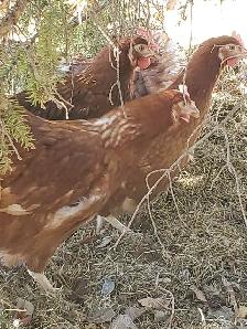 Young Laying Hens $20 each