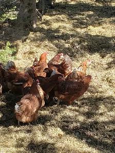 Young Laying Hens $20 each - Photo 2