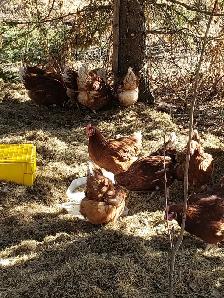 Young Laying Hens $20 each - Photo 3