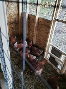 Young Laying Hens $20 each - Photo 4