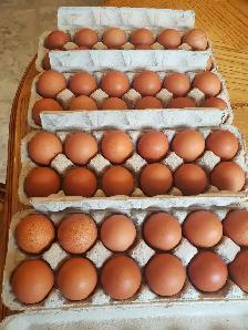 Young Laying Hens $20 each - Photo 5