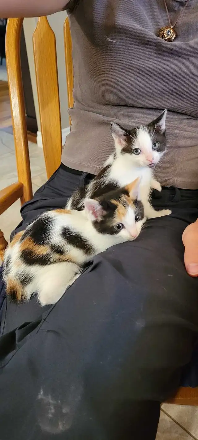 Cute Colorful Kittens