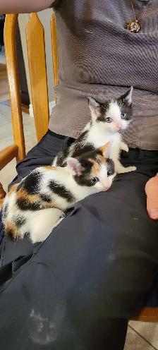 Cute Colorful Kittens
