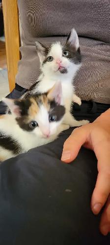 Cute Colorful Kittens - Photo 2