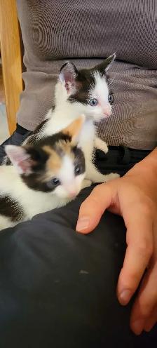 Cute Colorful Kittens - Photo 3