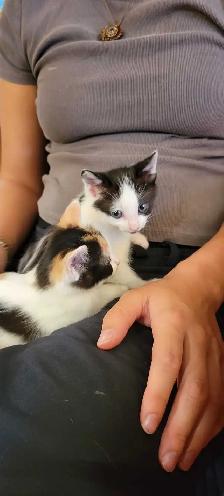 Cute Colorful Kittens - Photo 4