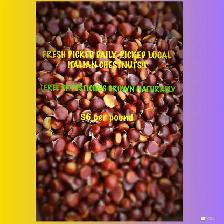 50 lb for $250 — Limited-Time Special ($5lb) ITALIAN CHESTNUTS