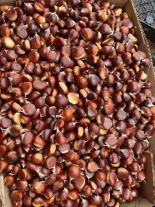 50 lb for $250 — Limited-Time Special ($5lb) ITALIAN CHESTNUTS - Photo 2