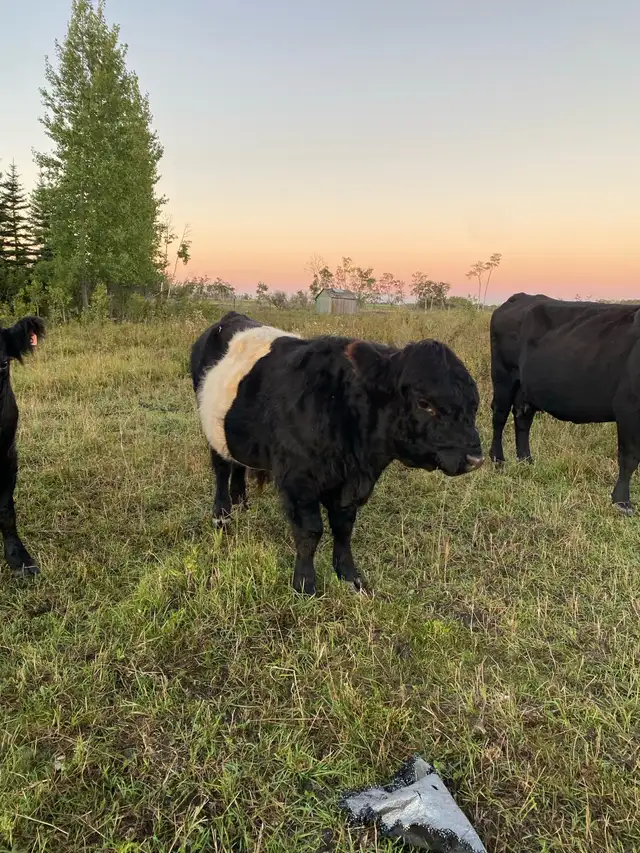 Galloway bulls