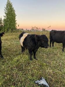 Galloway bulls
