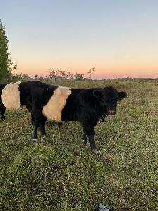 Galloway bulls - Photo 2