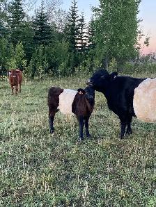 Galloway bulls - Photo 3
