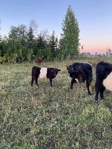 Galloway bulls - Photo 4