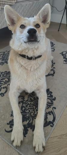 Dog for rehoming