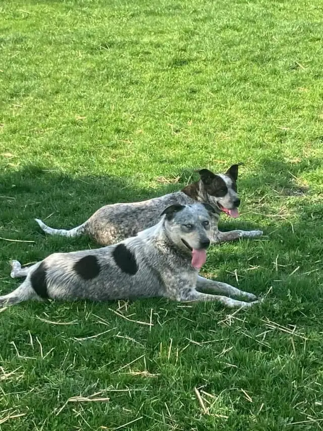 adult mix blue heeler maremma